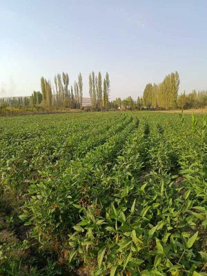 Жаңы айыл кыймылы